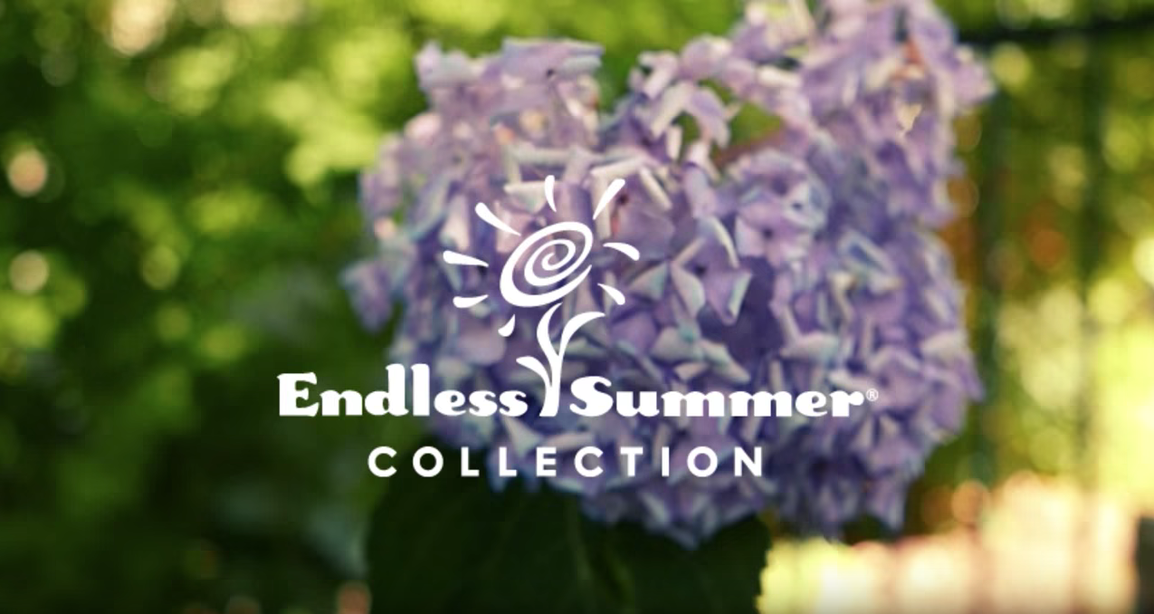 Endless Summer flower with logo