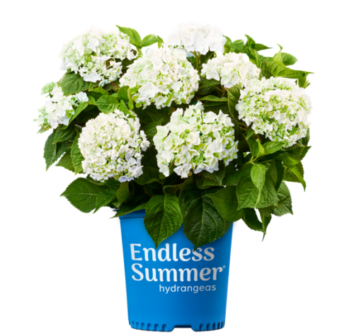 Blushing Bride flowering in branded container