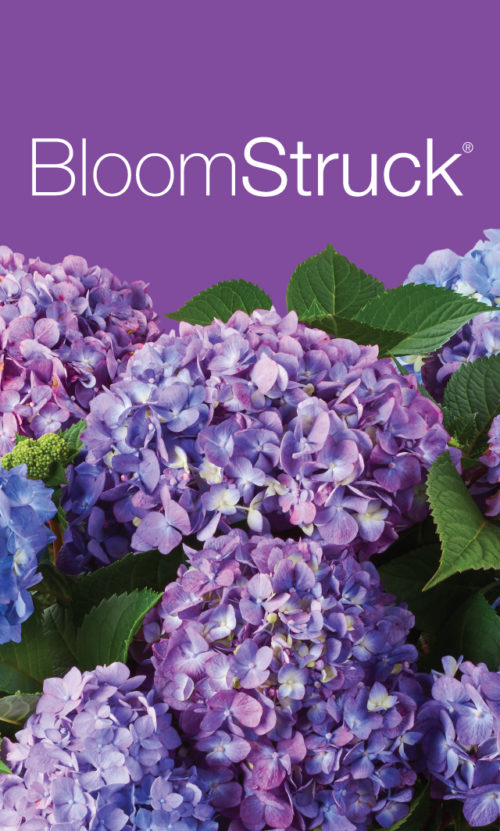 BloomStruck logo with flowers