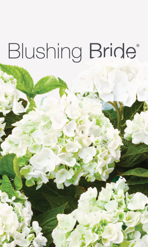 Blushing Bride logo with flowers