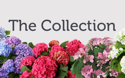 The Collection logo with all varieties in bloom